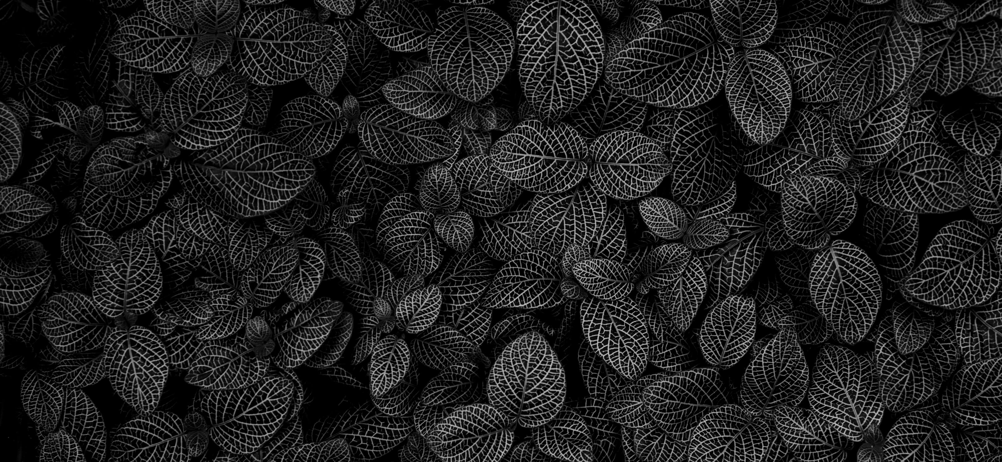 Black Plant Mural Wallpaper | Murals Wallpaper