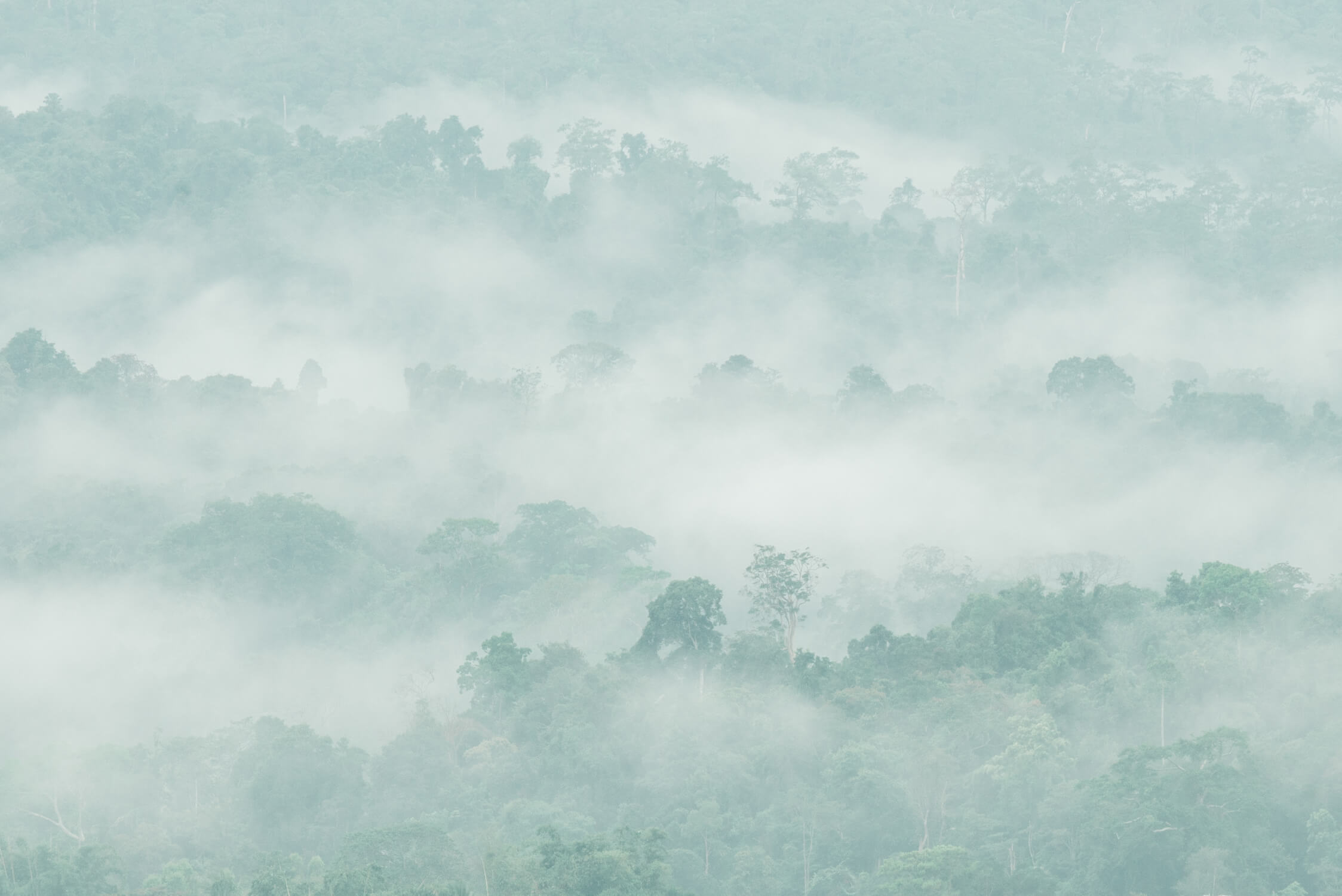 Watercolor Soft Forest Wallpaper | Murals Wallpaper