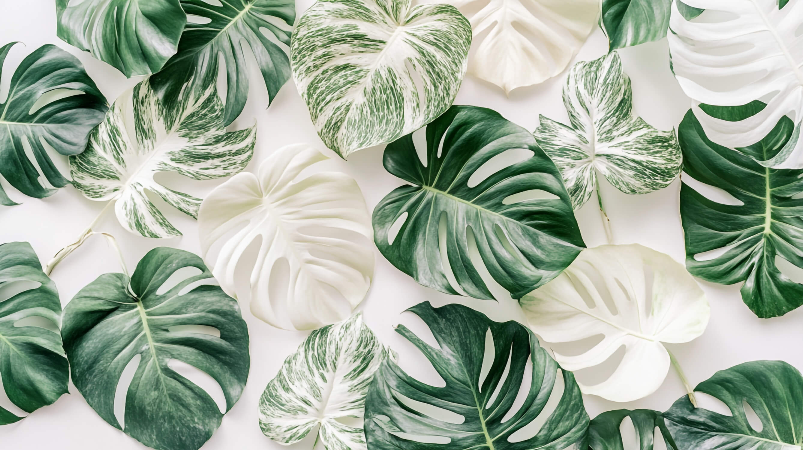 Green and White Wallpaper | Murals Wallpaper