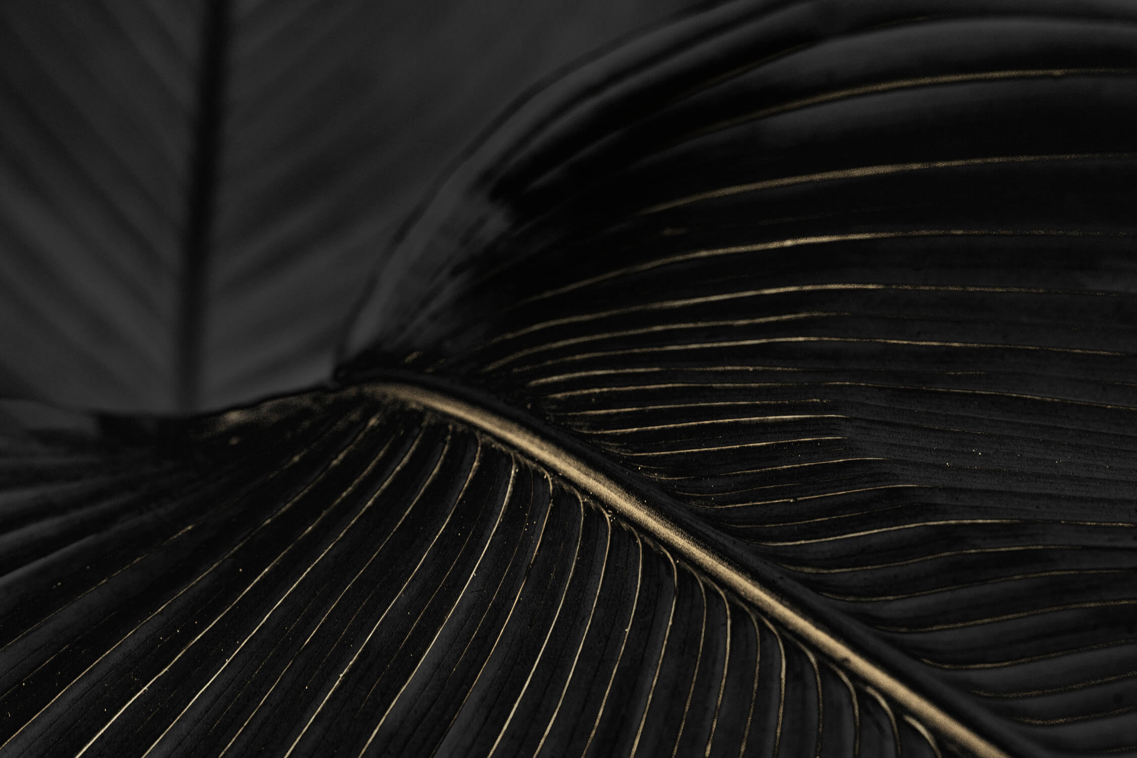 Black Gold Leaf Art Deco Wallpaper | Murals Wallpaper