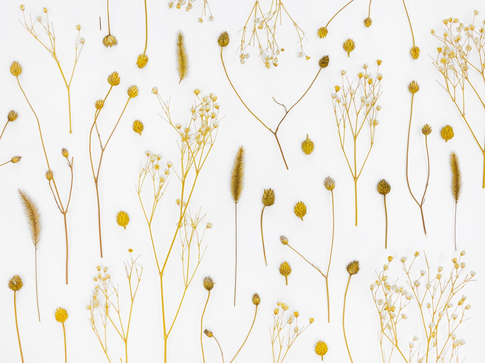 Cocooning Wallpaper Delicate Golden Vines | Murals Wallpaper