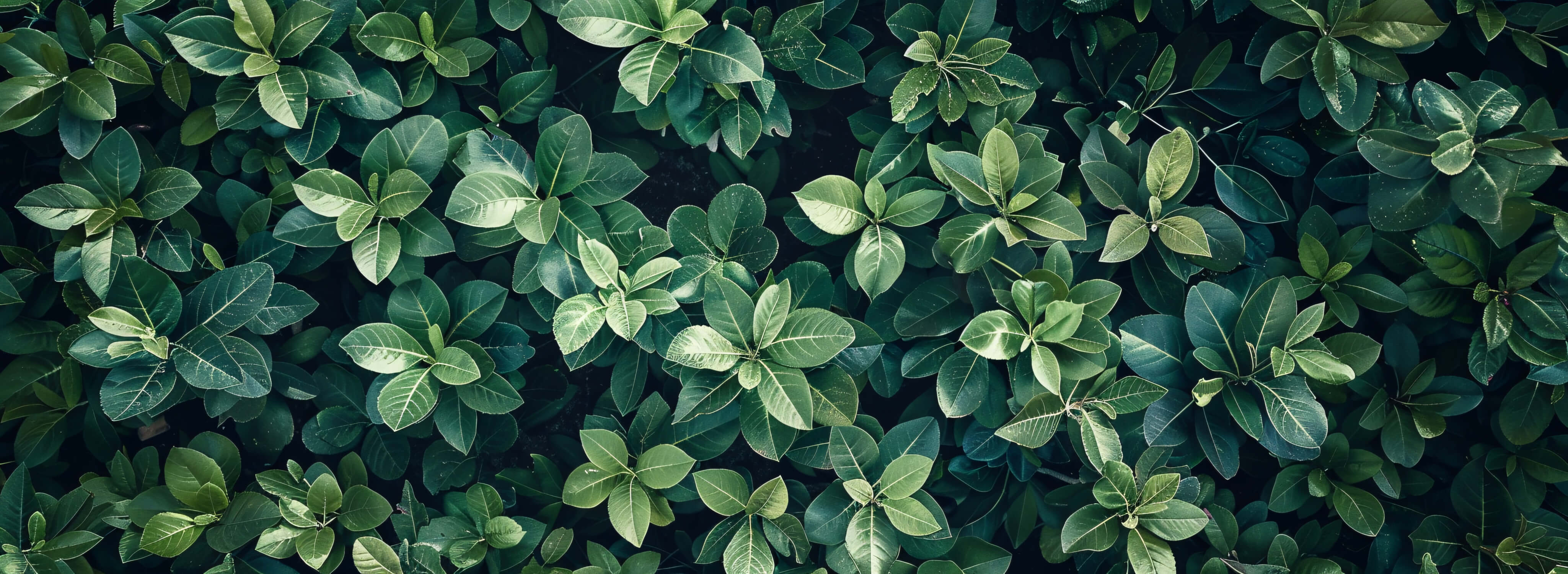 Green Plants Wallpaper | Murals Wallpaper