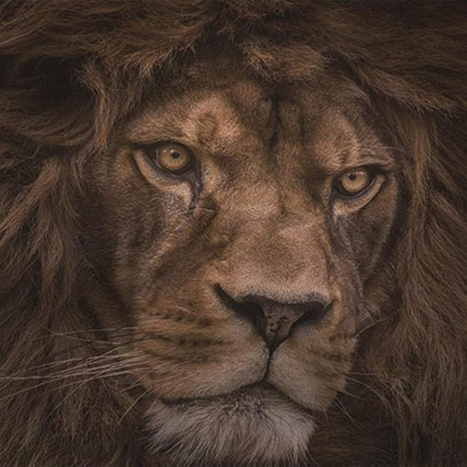 3D Lion Wallpaper | Murals Wallpaper