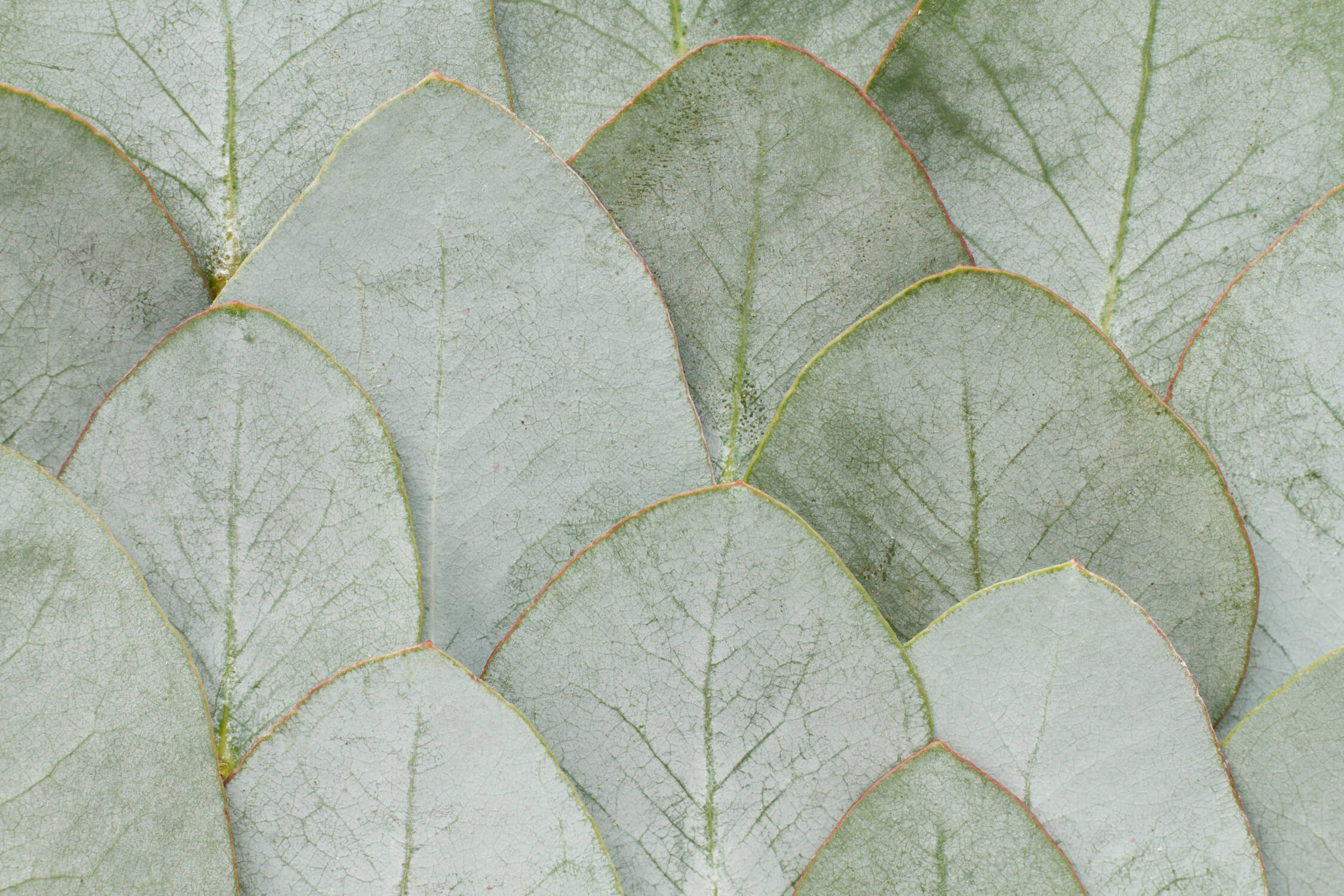 Large Green Leaf Wallpaper | Murals Wallpaper