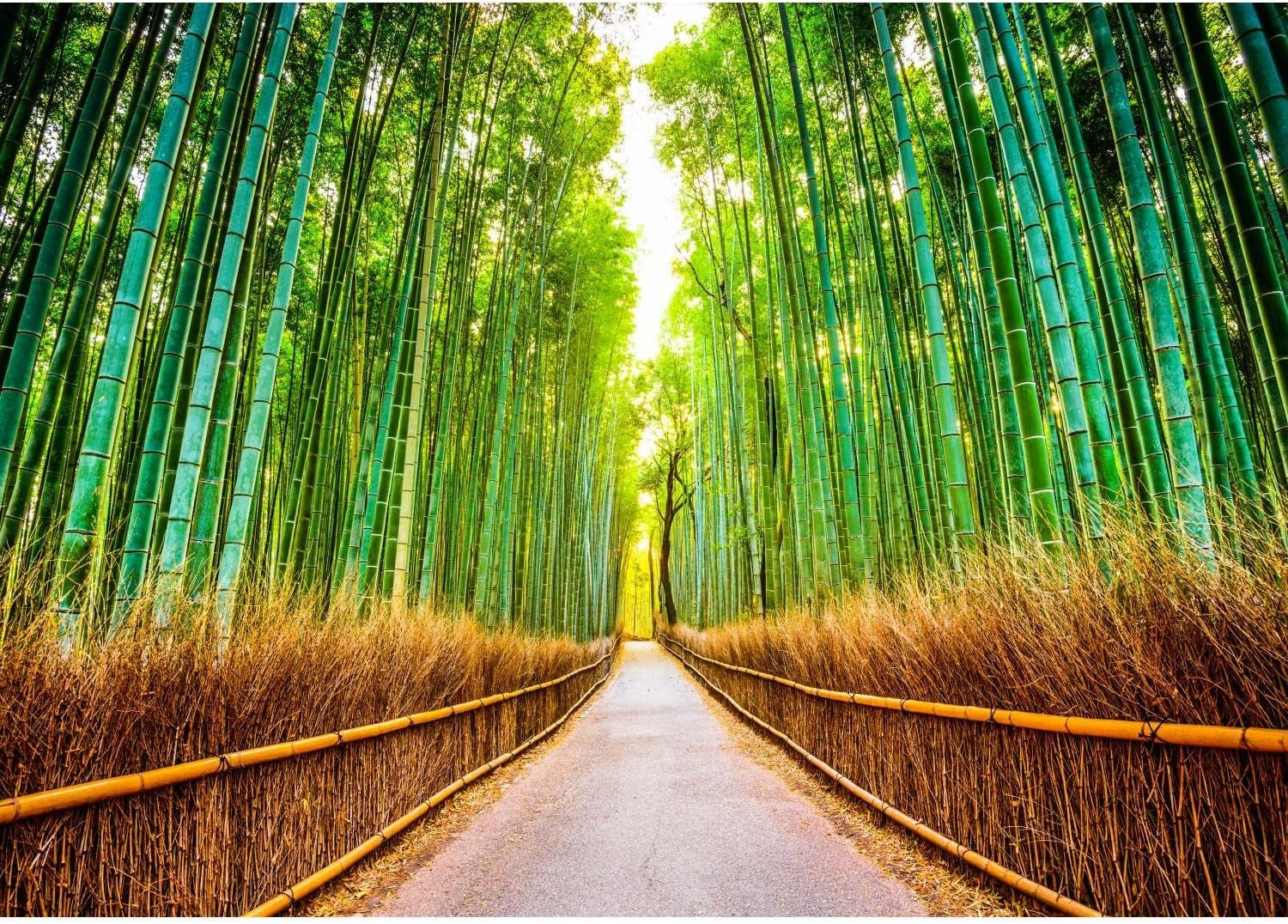 Bamboo Forest Wallpaper | Murals Wallpaper