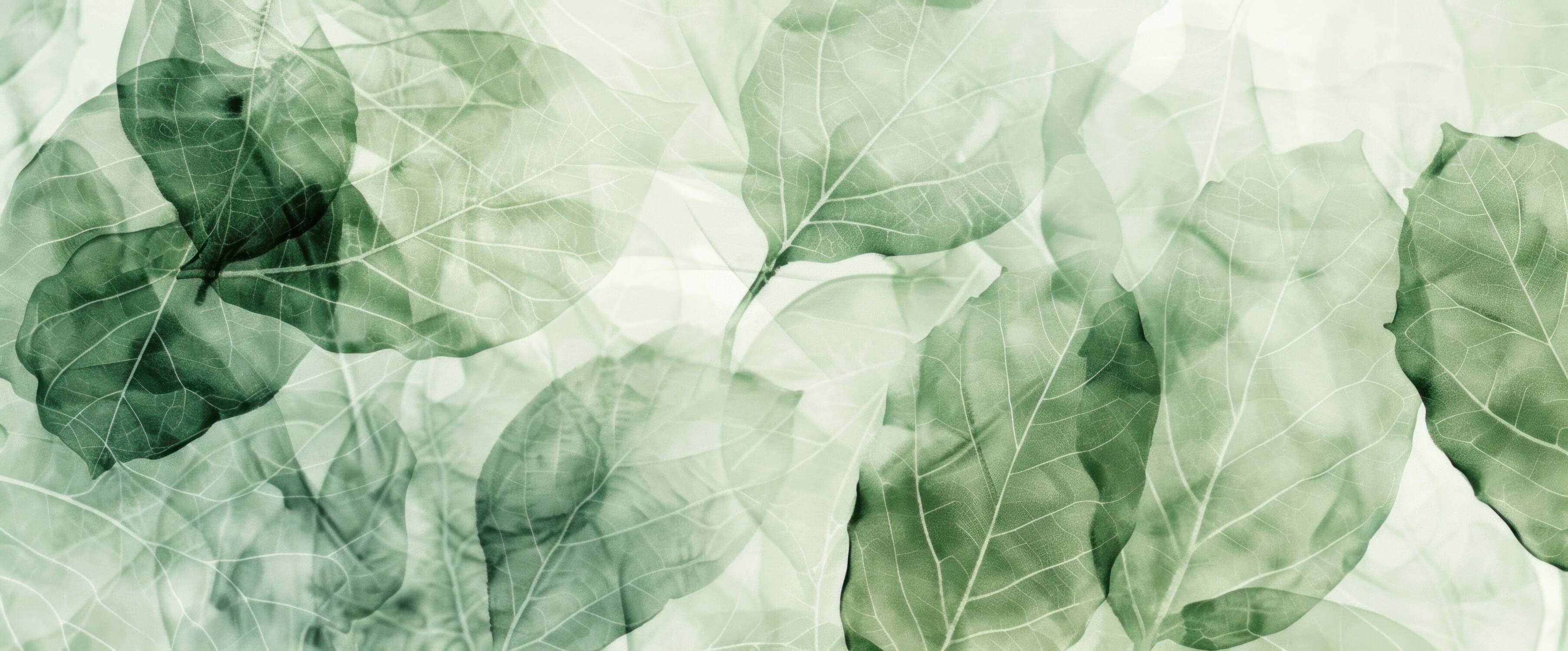 Green Nature Wallpaper | Murals Wallpaper