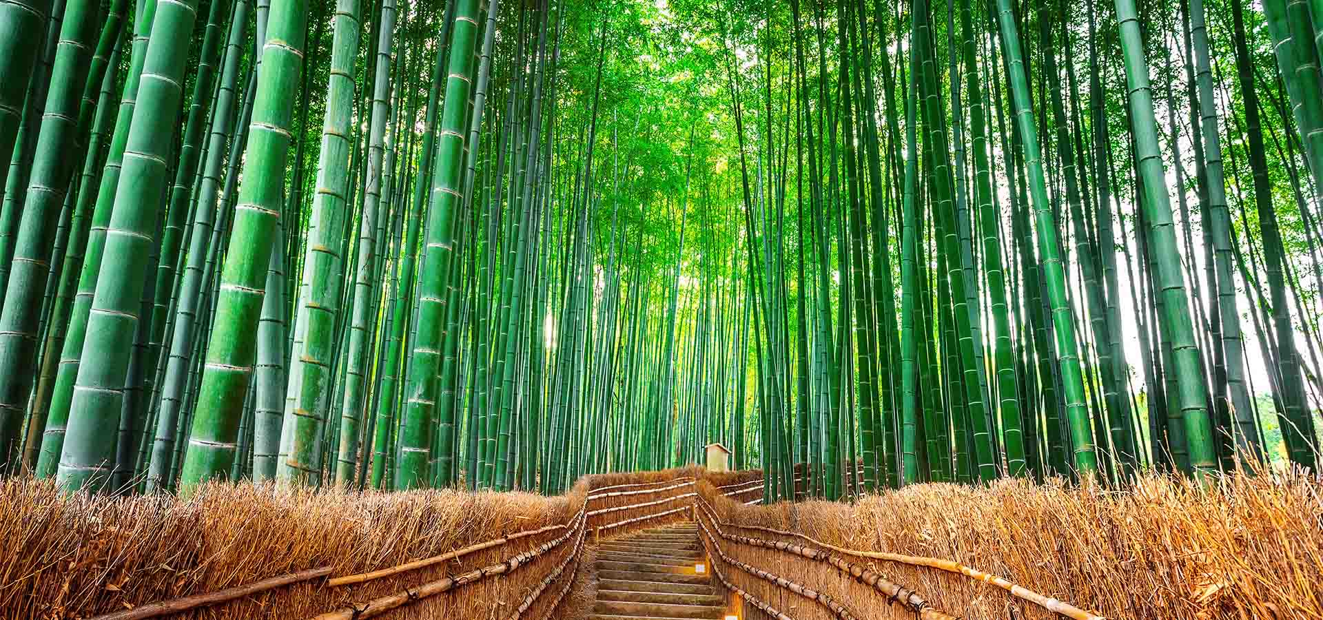 Bamboo Forest Wallpaper | Murals Wallpaper