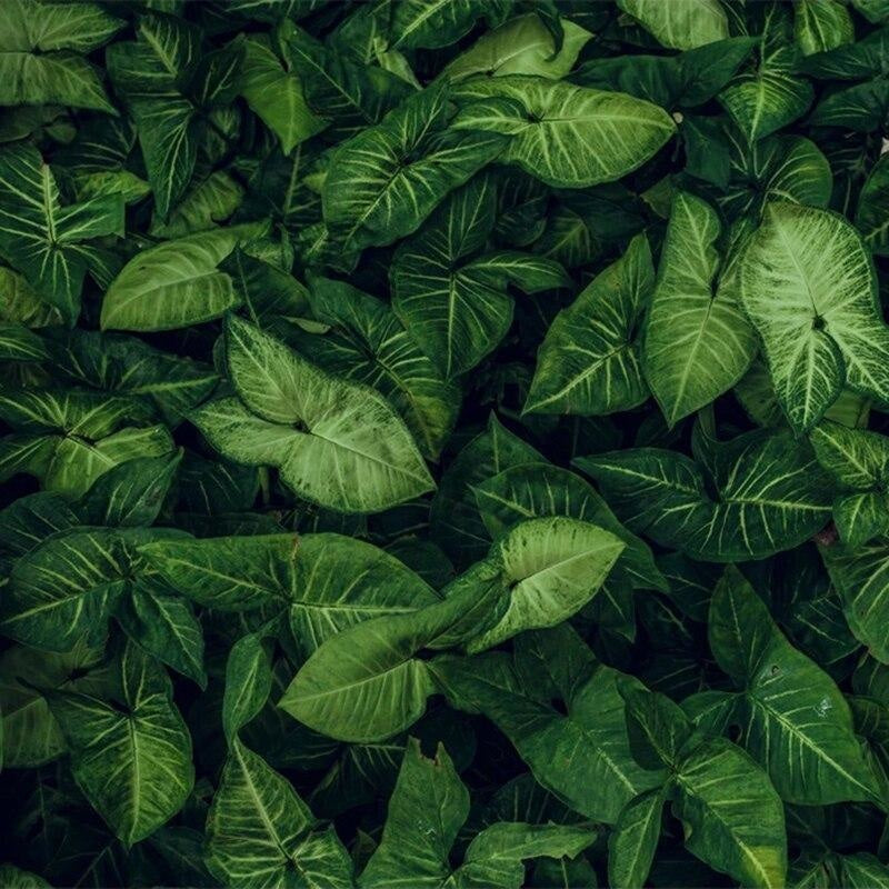 Jungle Wall Wallpaper | Murals Wallpaper