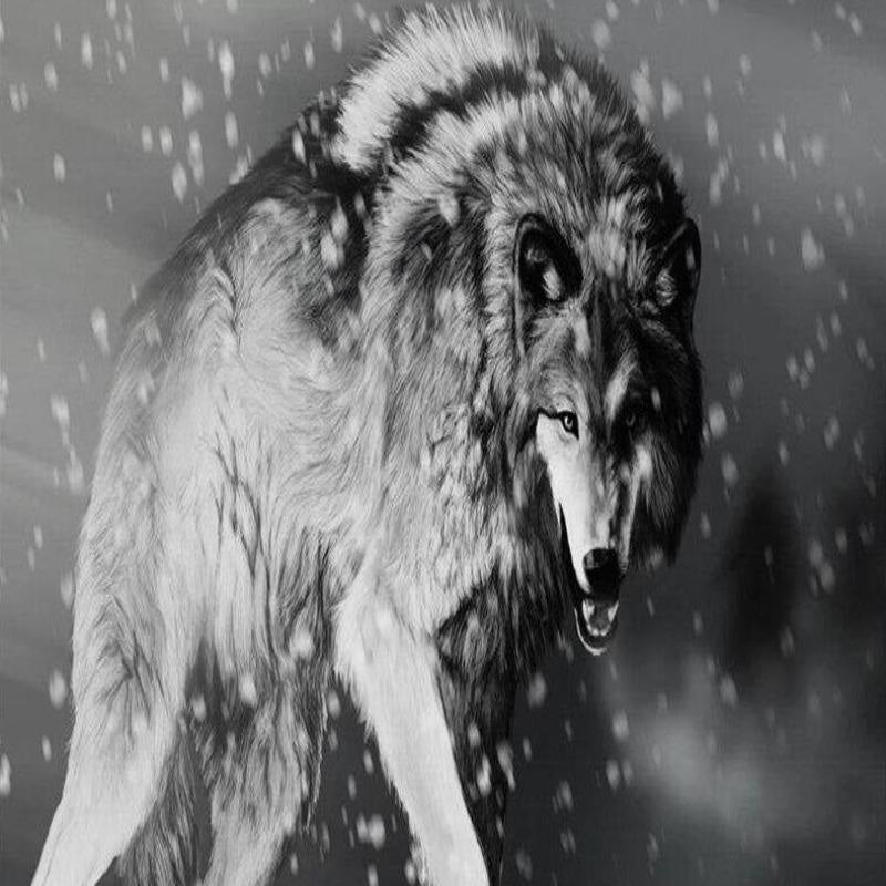 Wolf-Fototapete | Wandbildtapete
