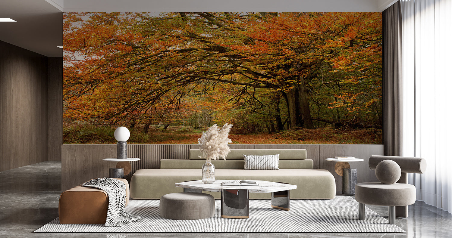 Herbstwaldtapete | Murals Wallpaper