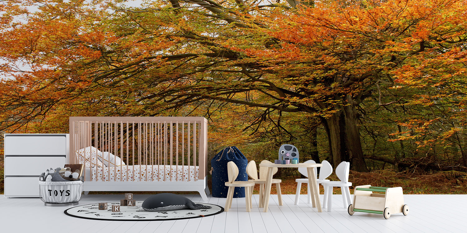 Autumn Forest Wallpaper | Murals Wallpaper