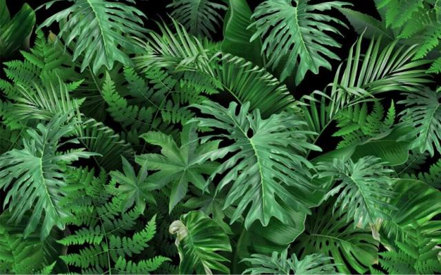 Custom Jungle Wallpaper | Murals Wallpaper