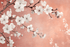 Terracotta Wallpaper with Cherry Blossom | Murals Wallpaper