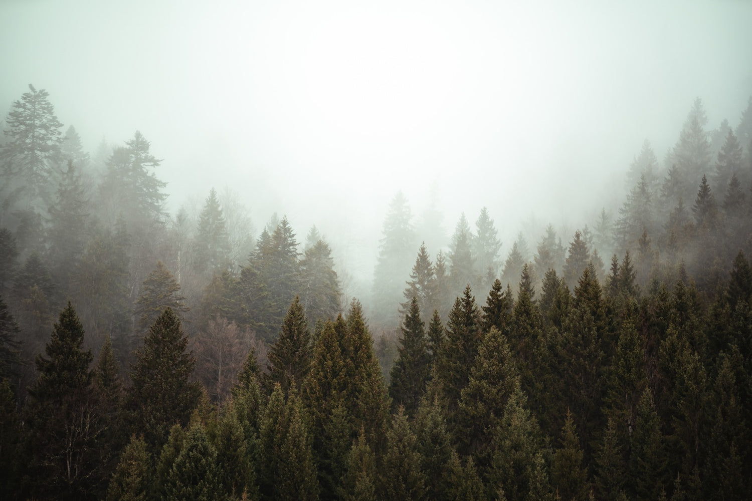Pine Forest Wallpaper | Murals Wallpaper