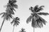 Mural Black and White Palm Tree Panoramic Wallpaper