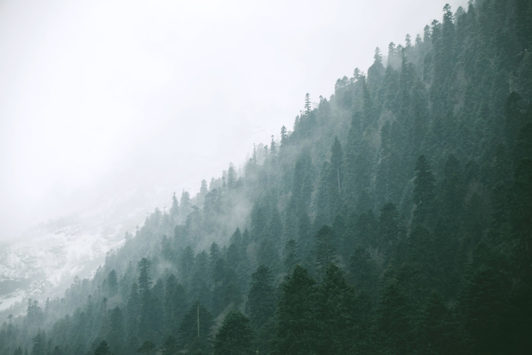 Watercolor Pine Forest Wallpaper | Murals Wallpaper