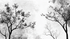 Papier Peint Arbre Noir Et Blanc Couloir