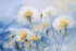 Watercolor Dandelions Mural Wallpaper