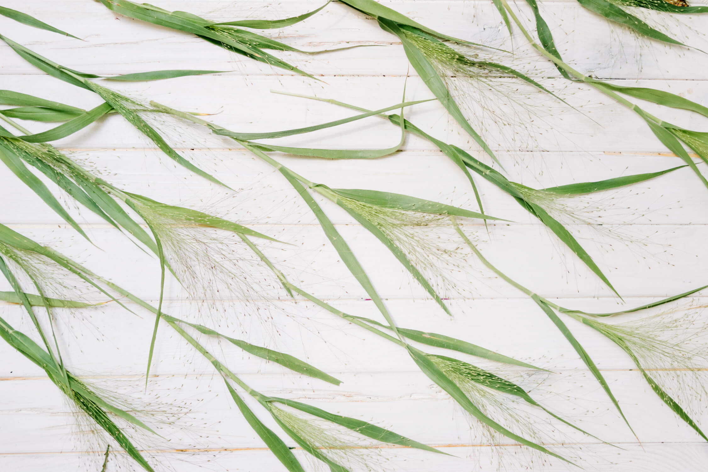 Bamboo Bathroom Wallpaper | Murals Wallpaper