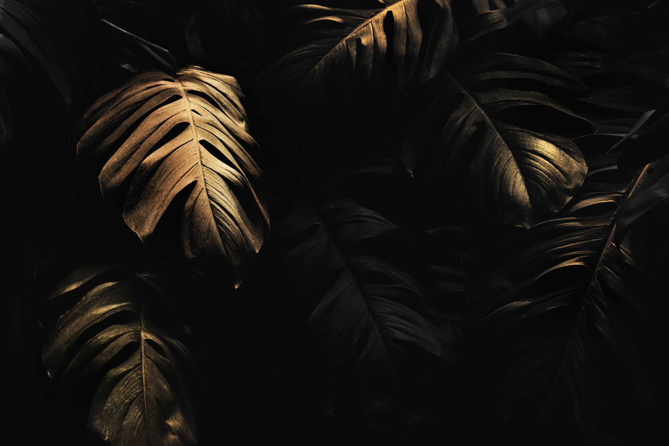 Black and Gold Trend Wallpaper | Murals Wallpaper