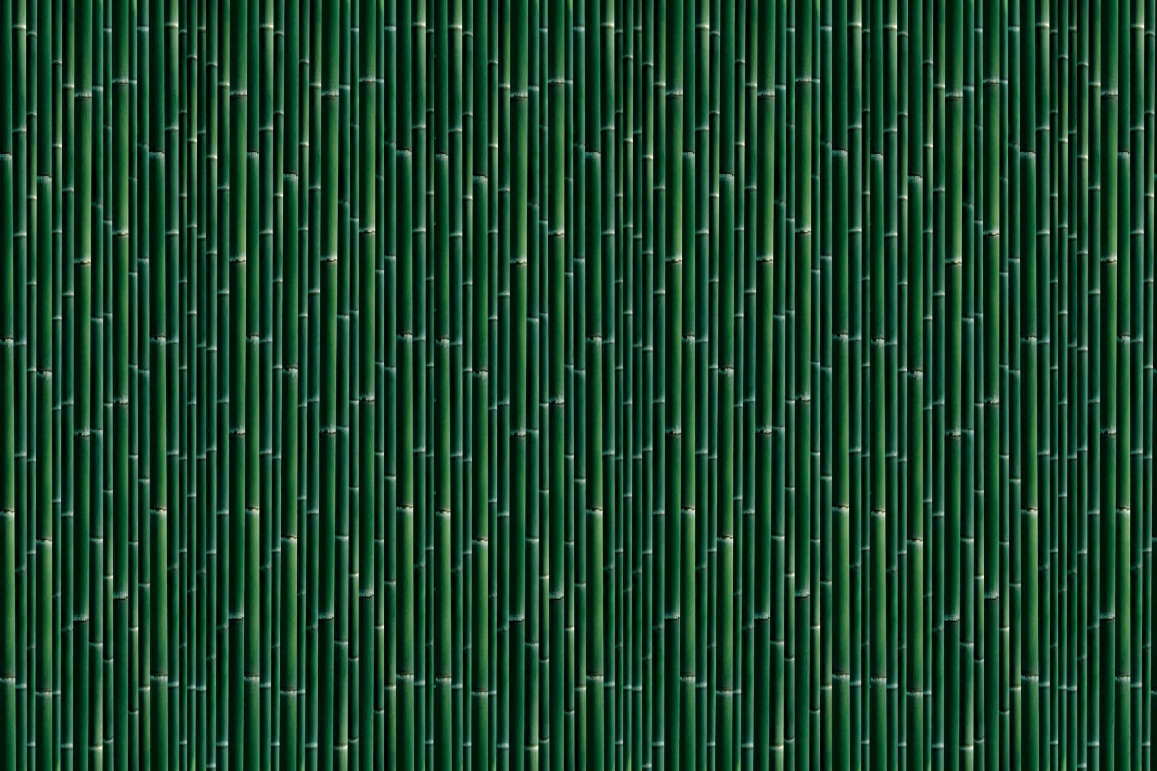 Dark Green Bamboo Look Wallpaper | Murals Wallpaper