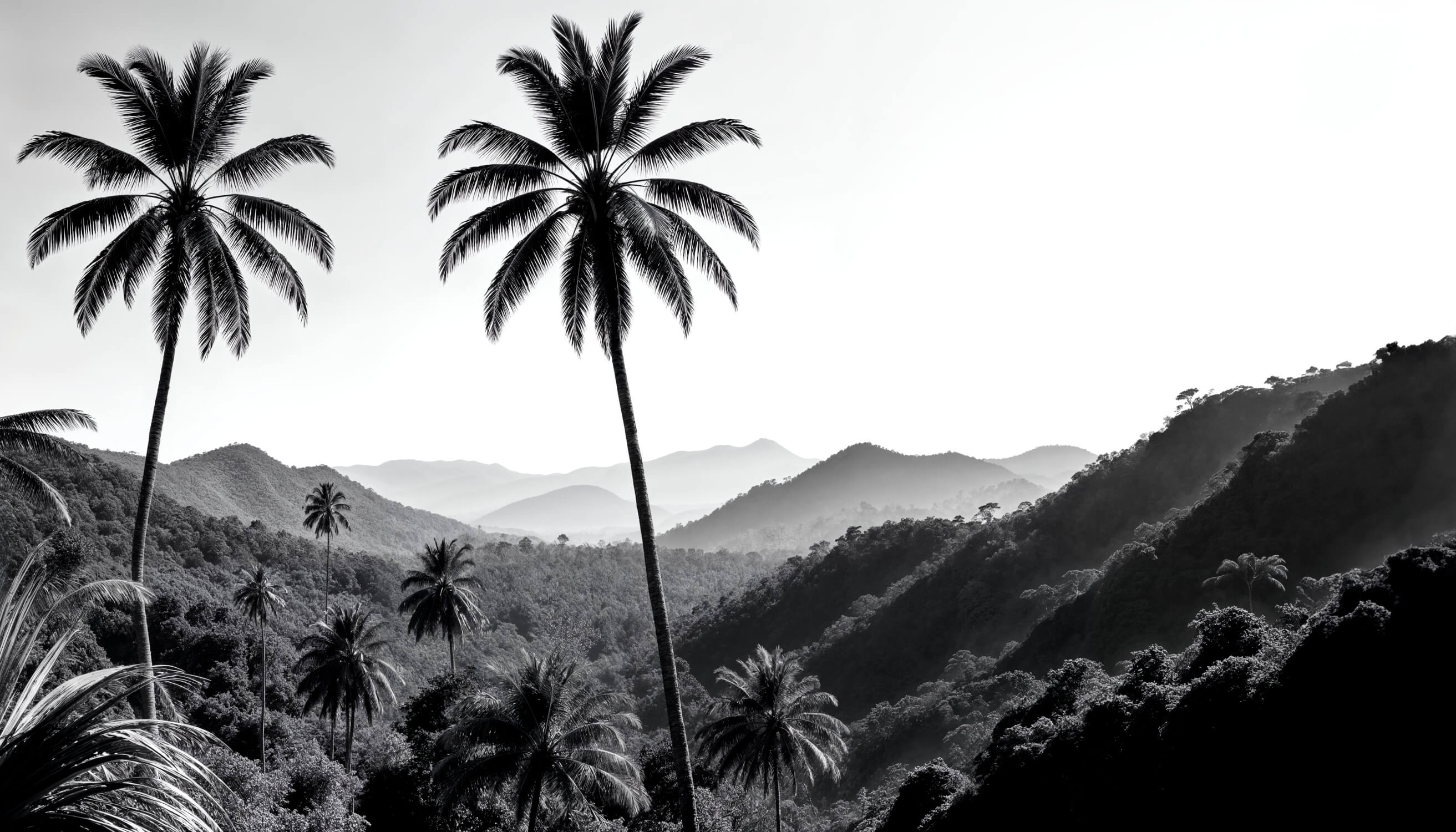 Black Palm Tree Wallpaper | Murals Wallpaper