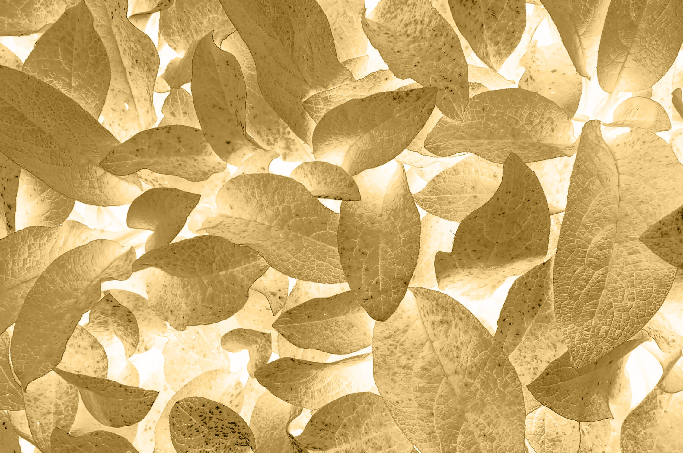 Gold Effect Wallpaper | Murals Wallpaper