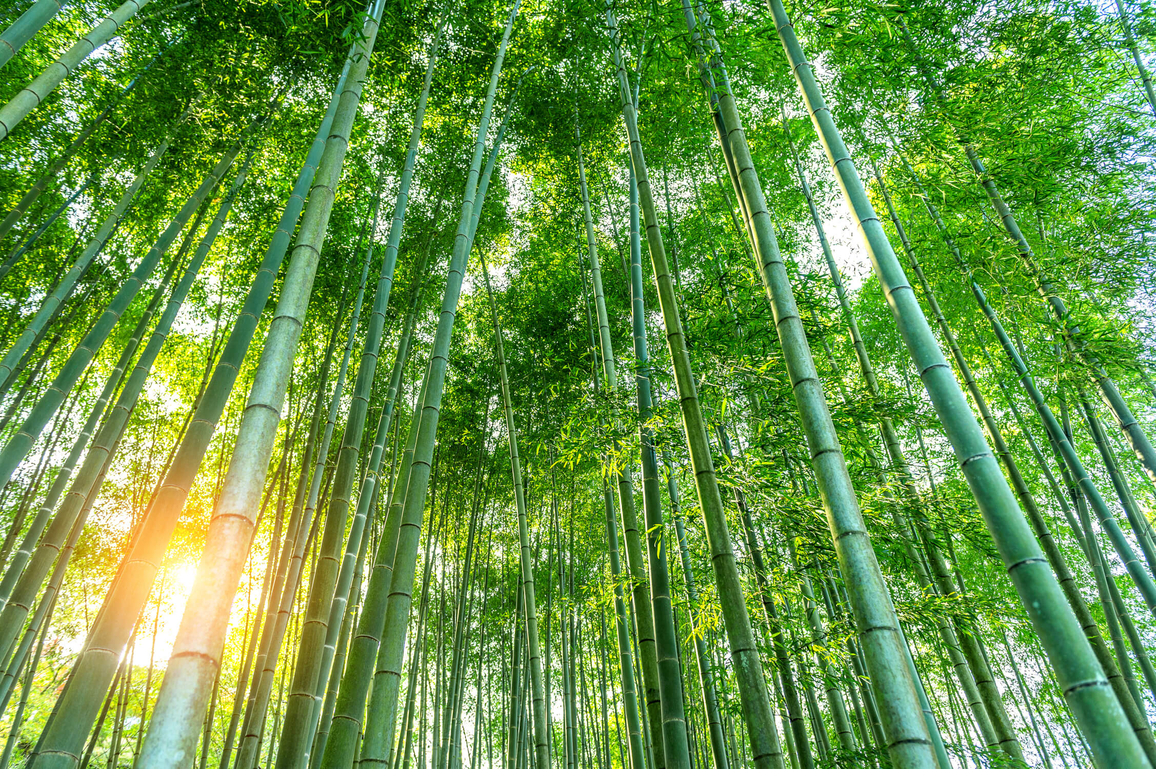 Zen Bamboo Forest Wallpaper | Murals Wallpaper