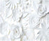 3D White Flower Wallpaper | Murals Wallpaper