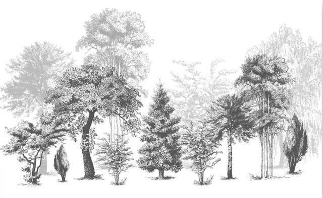Vintage Tree Black & White Mural Wallpaper