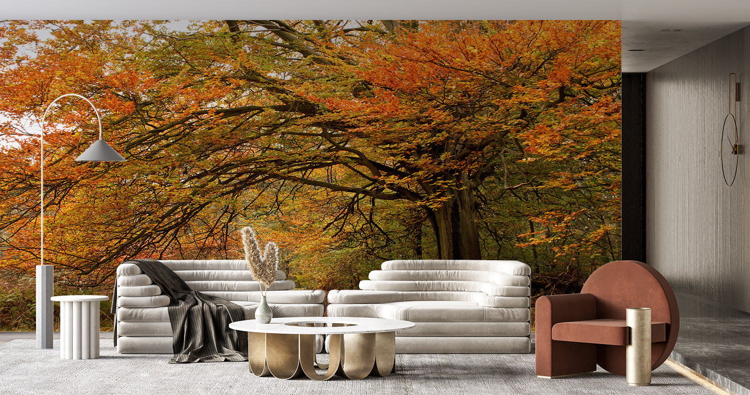 Autumn Forest Wallpaper | Murals Wallpaper