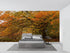 Autumn Forest Wallpaper | Murals Wallpaper