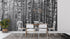 Birch Forest Wallpaper | Murals Wallpaper