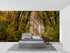 Forest Photo Wallpaper | Murals Wallpaper