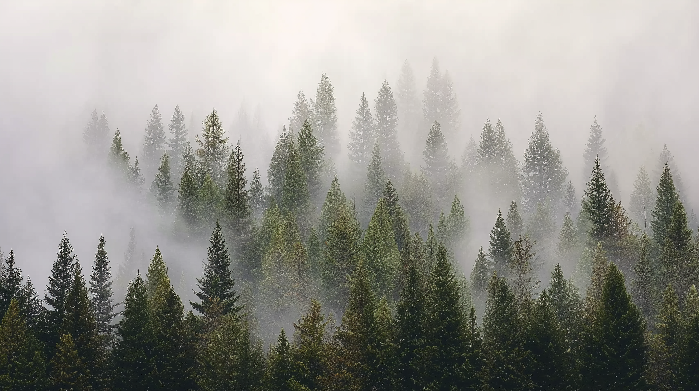 Wandtapete „Nebeliger grüner Kiefernwald“