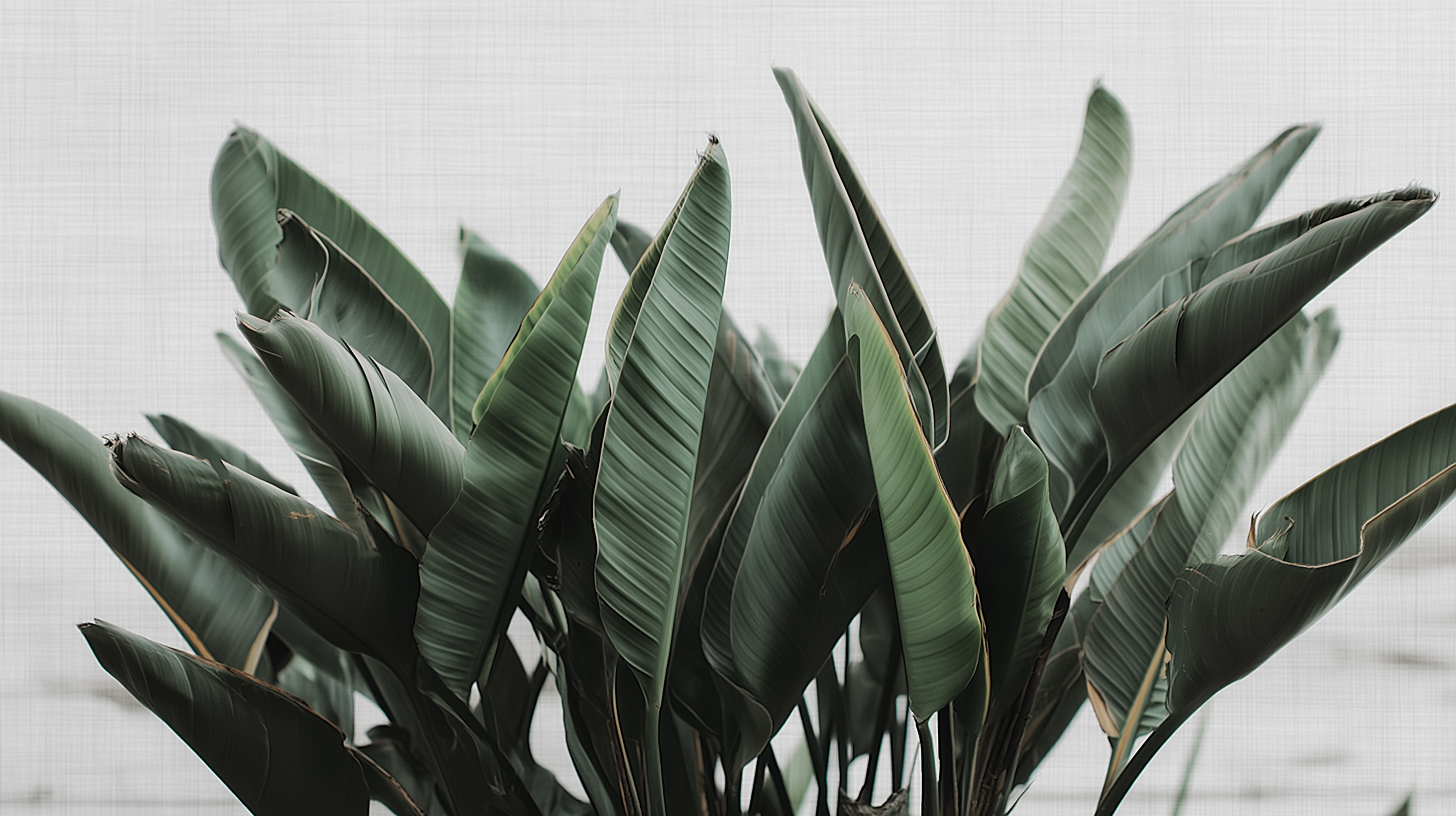 Verdant Banana Leaves Mural Wallpaper